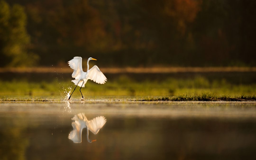 Wing Lift