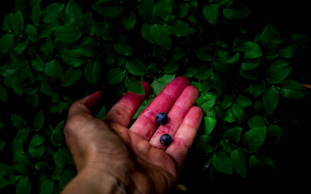 Old Man at the Blueberry Bushes